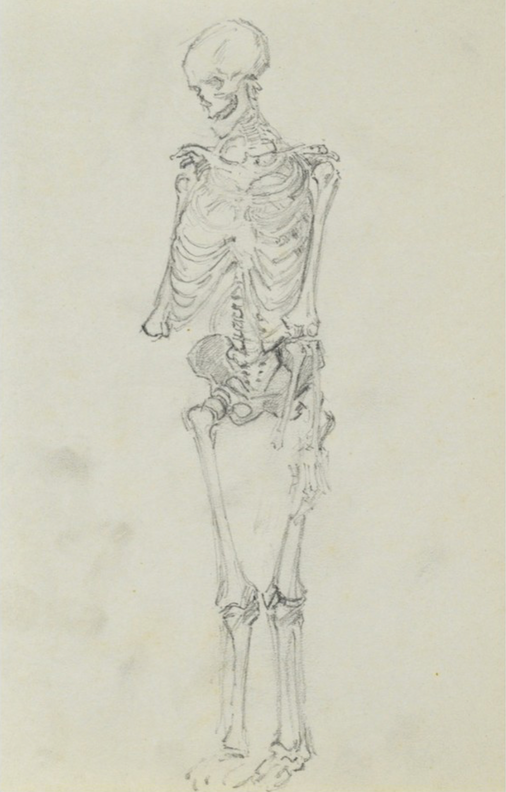 Józef Pieniążek, Szkic układu kostnego człowieka, 1920