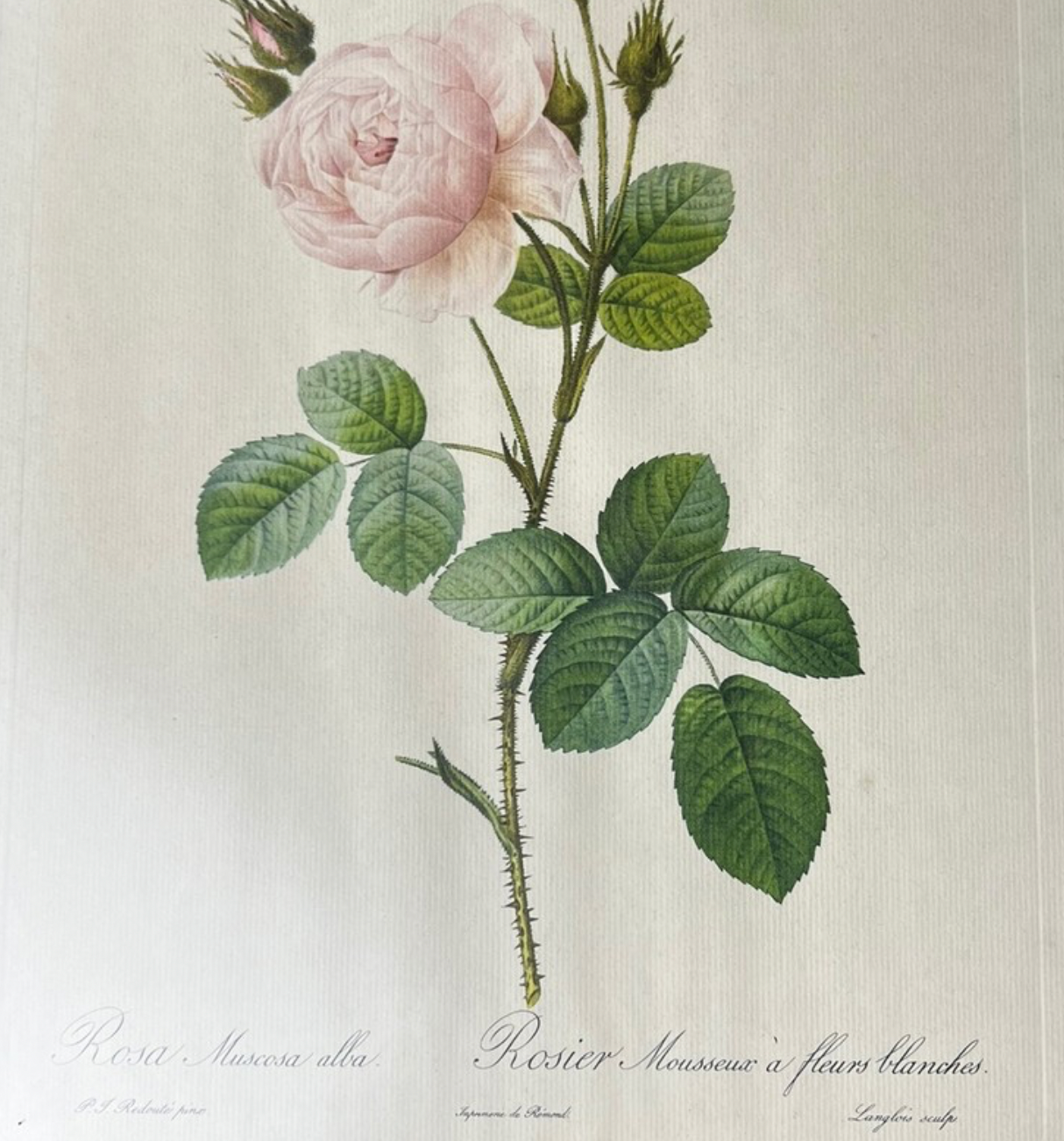 Dwie stare litografie akwarelowych grafik kwiatów - Pierre-Joseph Redouté