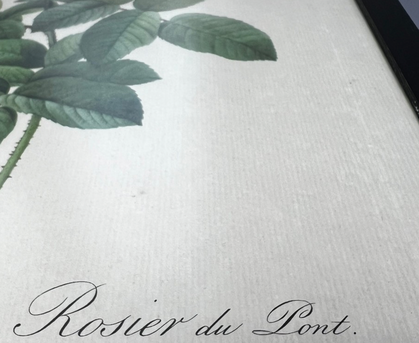 Dwie stare litografie akwarelowych grafik kwiatów - Pierre-Joseph Redouté