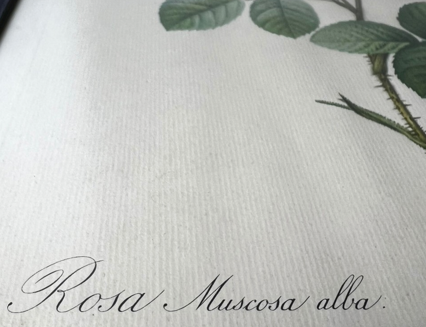 Dwie stare litografie akwarelowych grafik kwiatów - Pierre-Joseph Redouté
