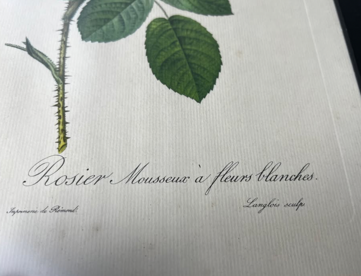 Dwie stare litografie akwarelowych grafik kwiatów - Pierre-Joseph Redouté