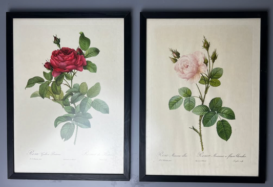 Dwie stare litografie akwarelowych grafik kwiatów - Pierre-Joseph Redouté