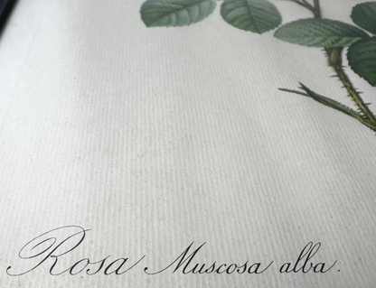 Dwie stare litografie akwarelowych grafik kwiatów - Pierre-Joseph Redouté