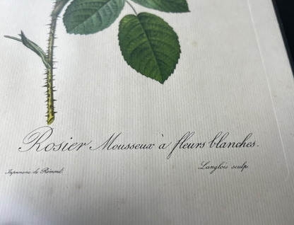 Dwie stare litografie akwarelowych grafik kwiatów - Pierre-Joseph Redouté